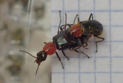Attalus cyaneus